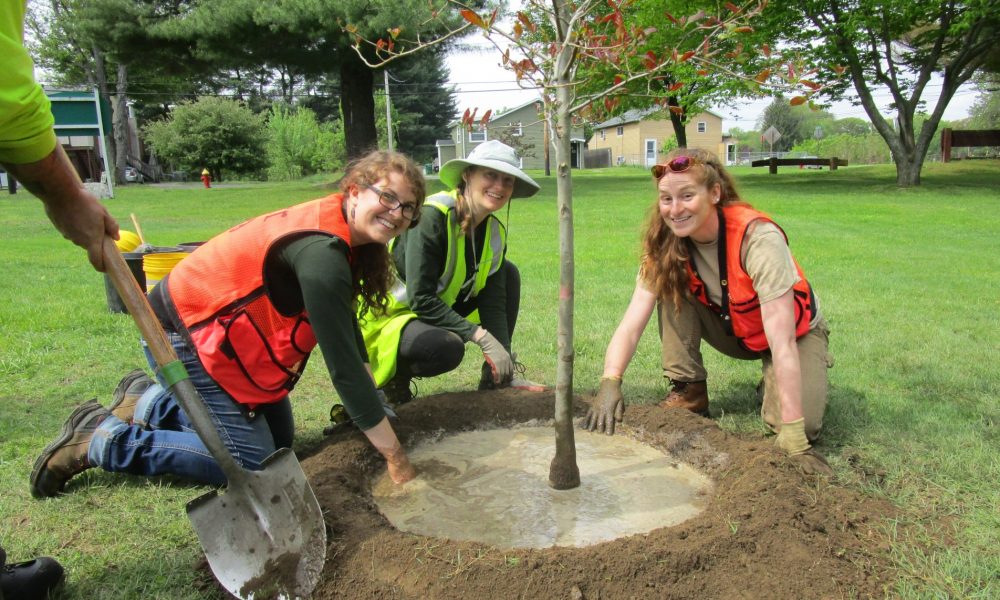 弗尔里弗、斯普林菲尔德和波士顿地区社区获得超过2200万美元用于种植树木，应对极端气候