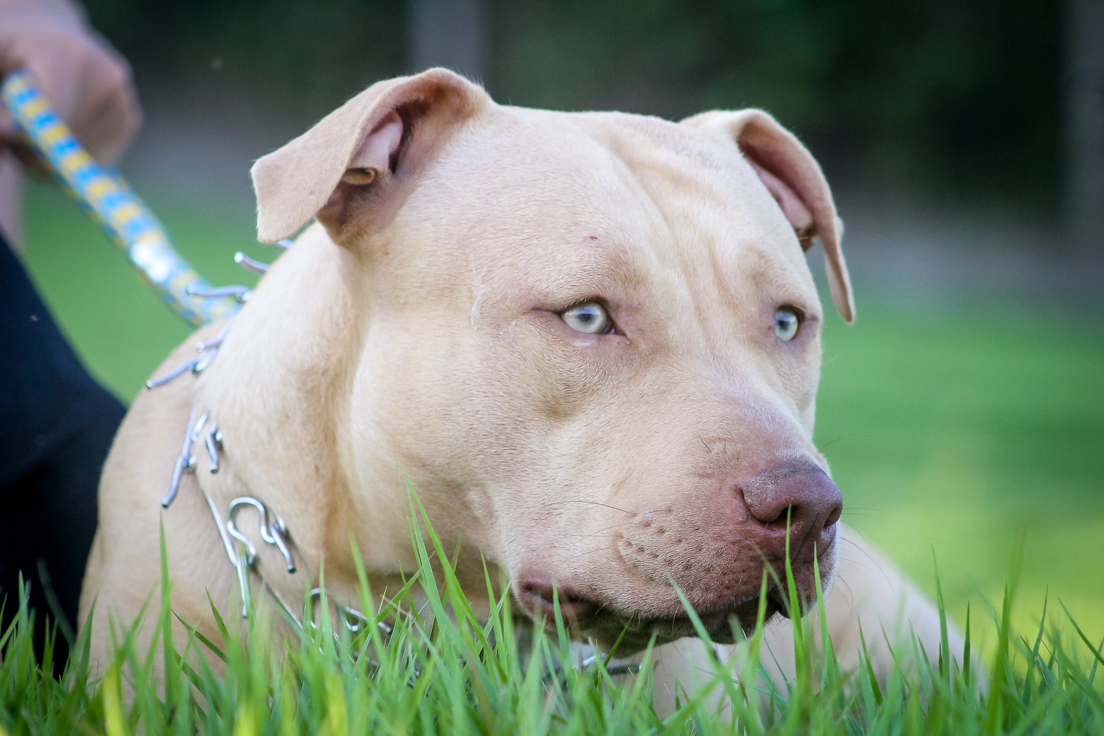 are-pitbulls-illegal-in-massachusetts