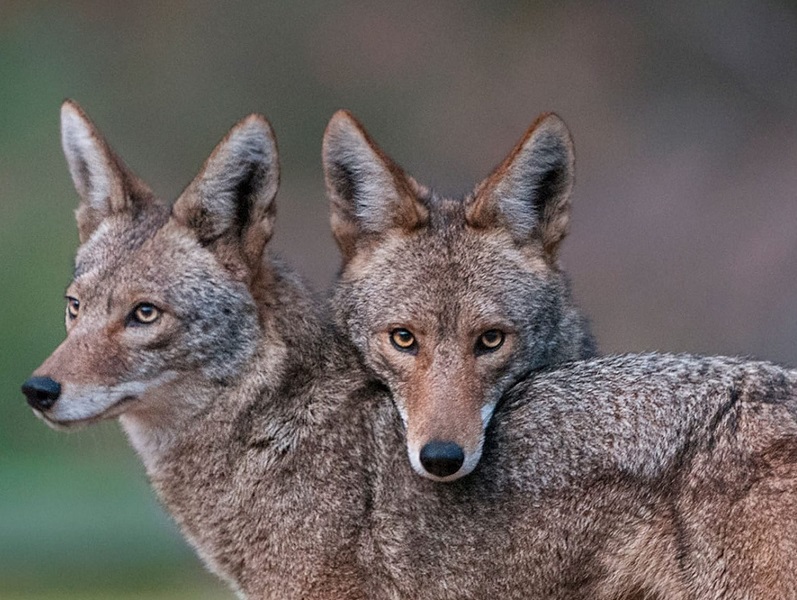 will coyotes mate with dogs