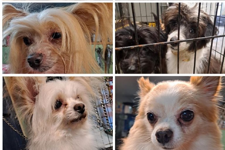 Nearly two dozen dogs up for adoption after animal control, police