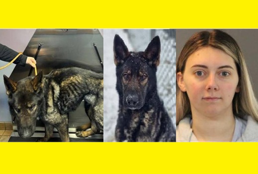 Rhode Island woman released after Animal Cruelty charges, once emaciated dog now up for adoption