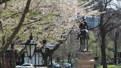 Cherry blossoms outside of the General Hooker entrance to the State House in April 2026. (State House News Service)