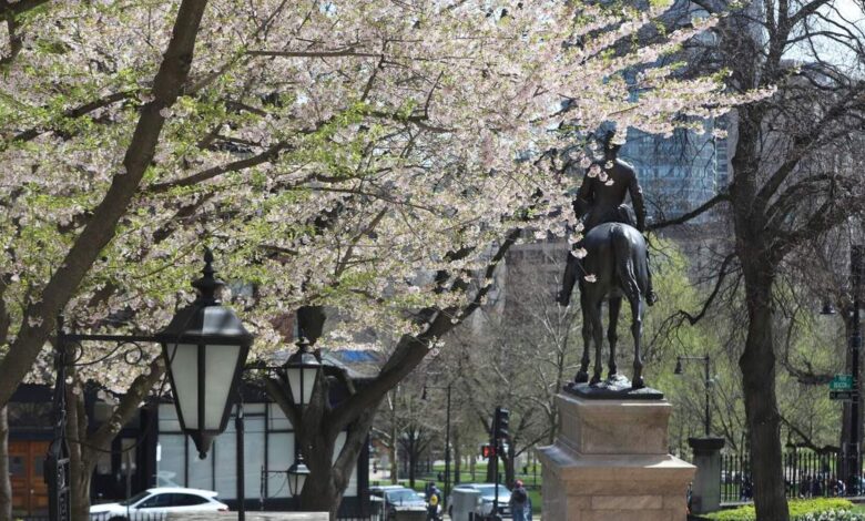 Cherry blossoms outside of the General Hooker entrance to the State House in April 2026. (State House News Service)